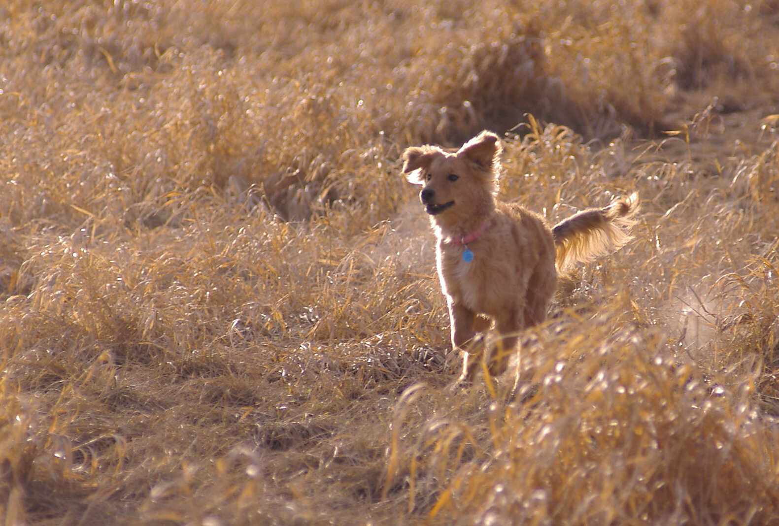 Holly at a full run at one of the local dog parks. She certainly loved running free through the tall grasses.