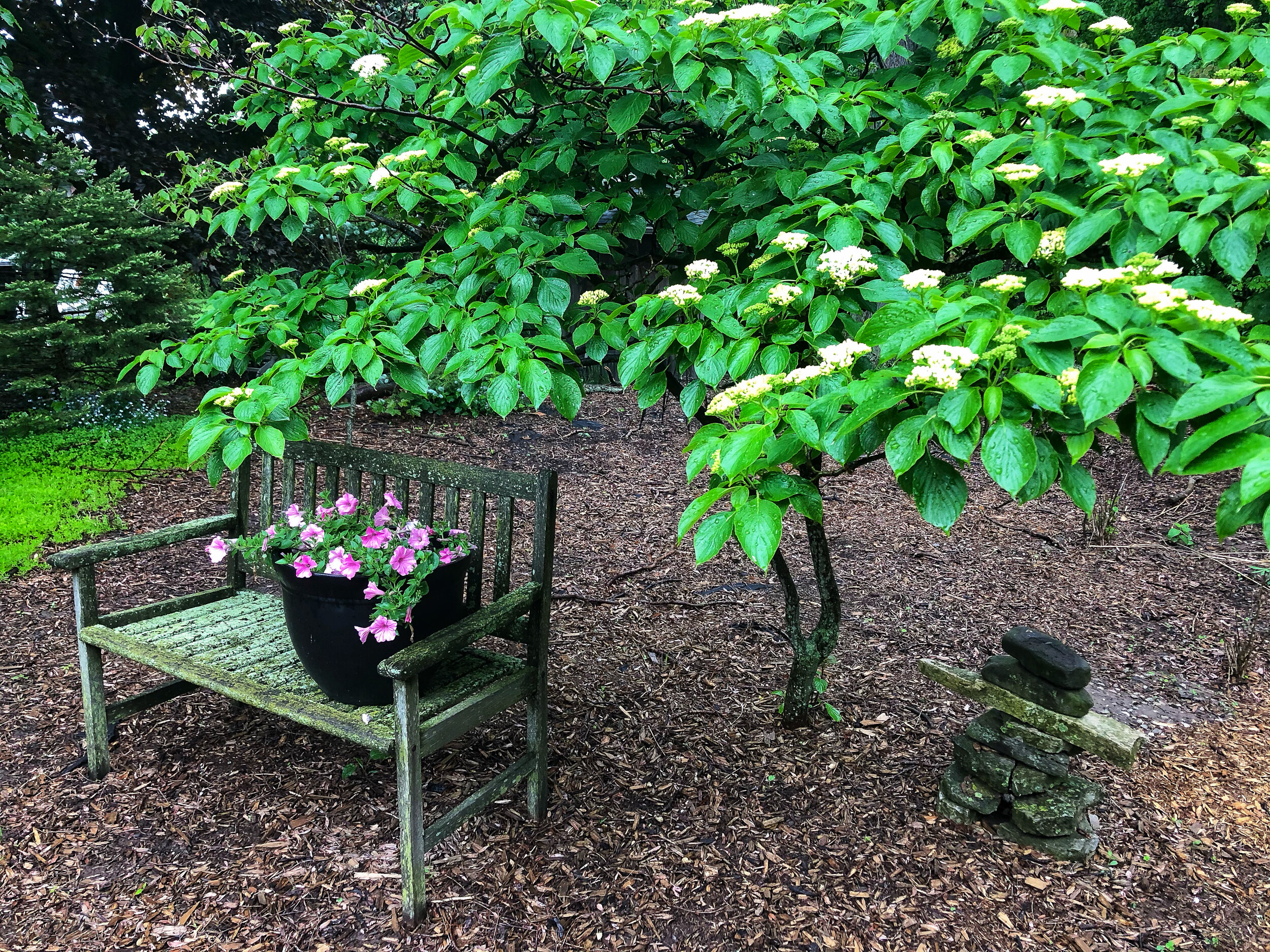 Mulch is the perfect backdrop for the foliage of this Pagoda dogwood, while it protects and insulates the soil below. Over time it breaks down and adds a woodsy organic material to the soil.
