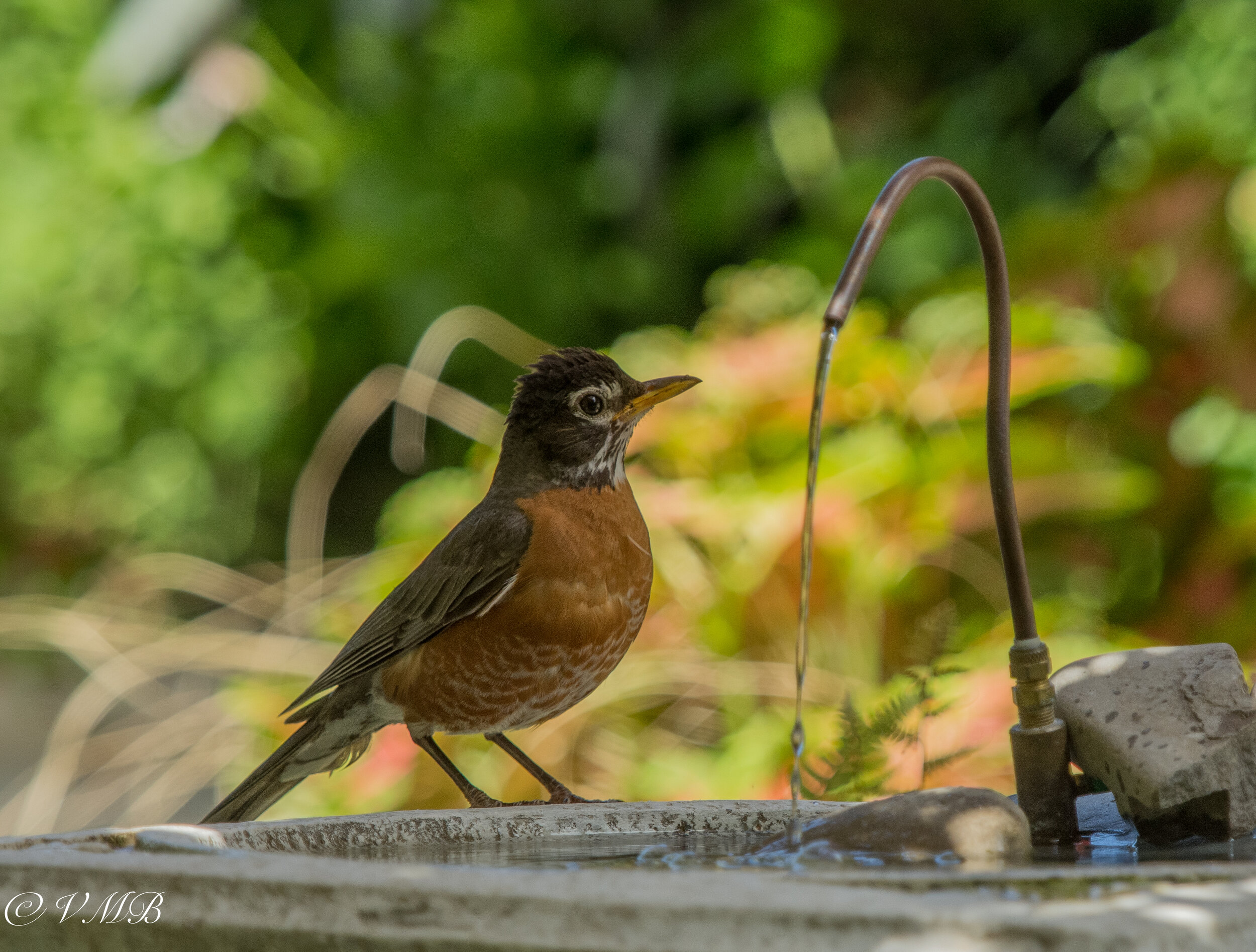 A robin takes a drink from the bird bath with the solar-powered fountain.