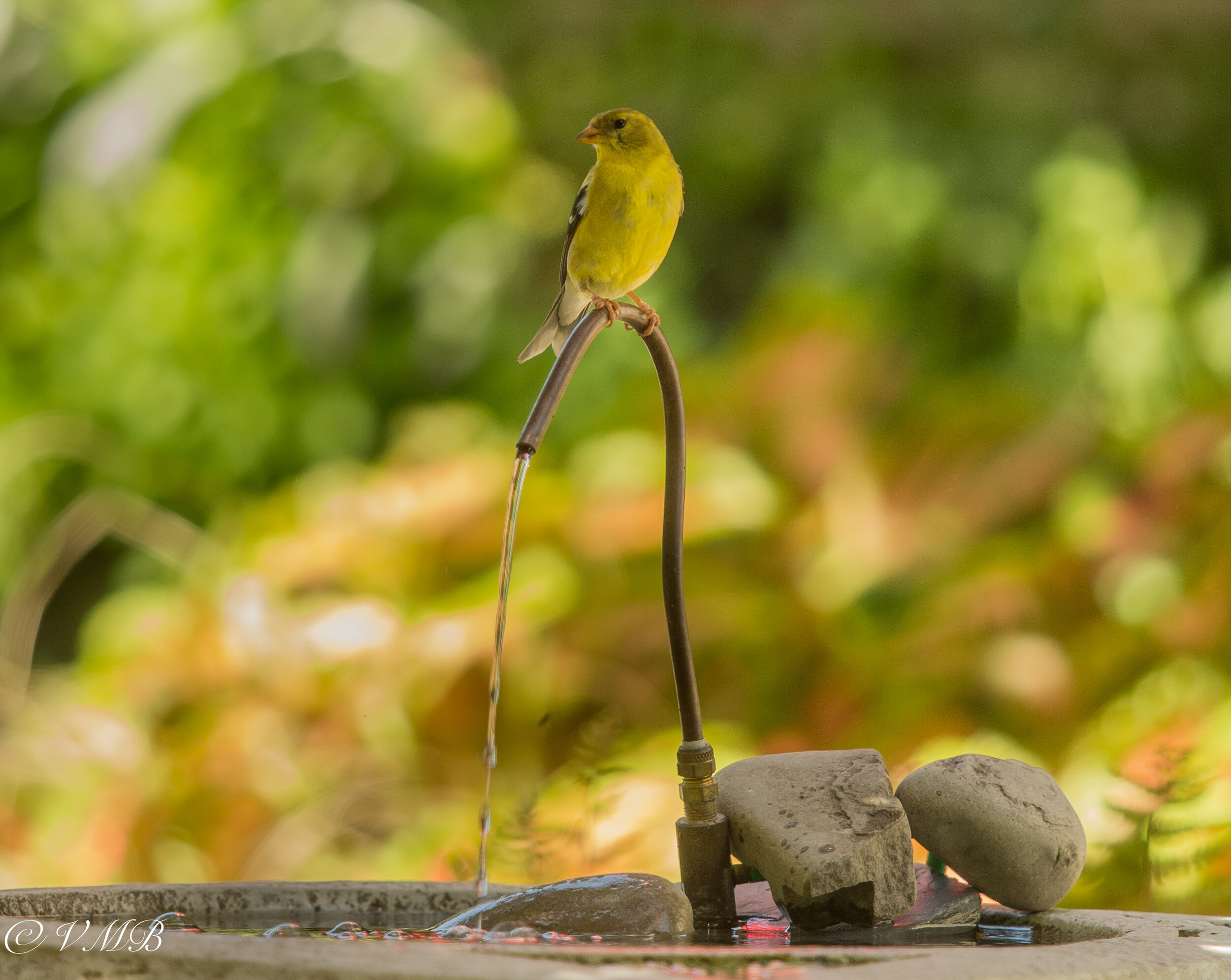 Goldfinch on dripper.jpg