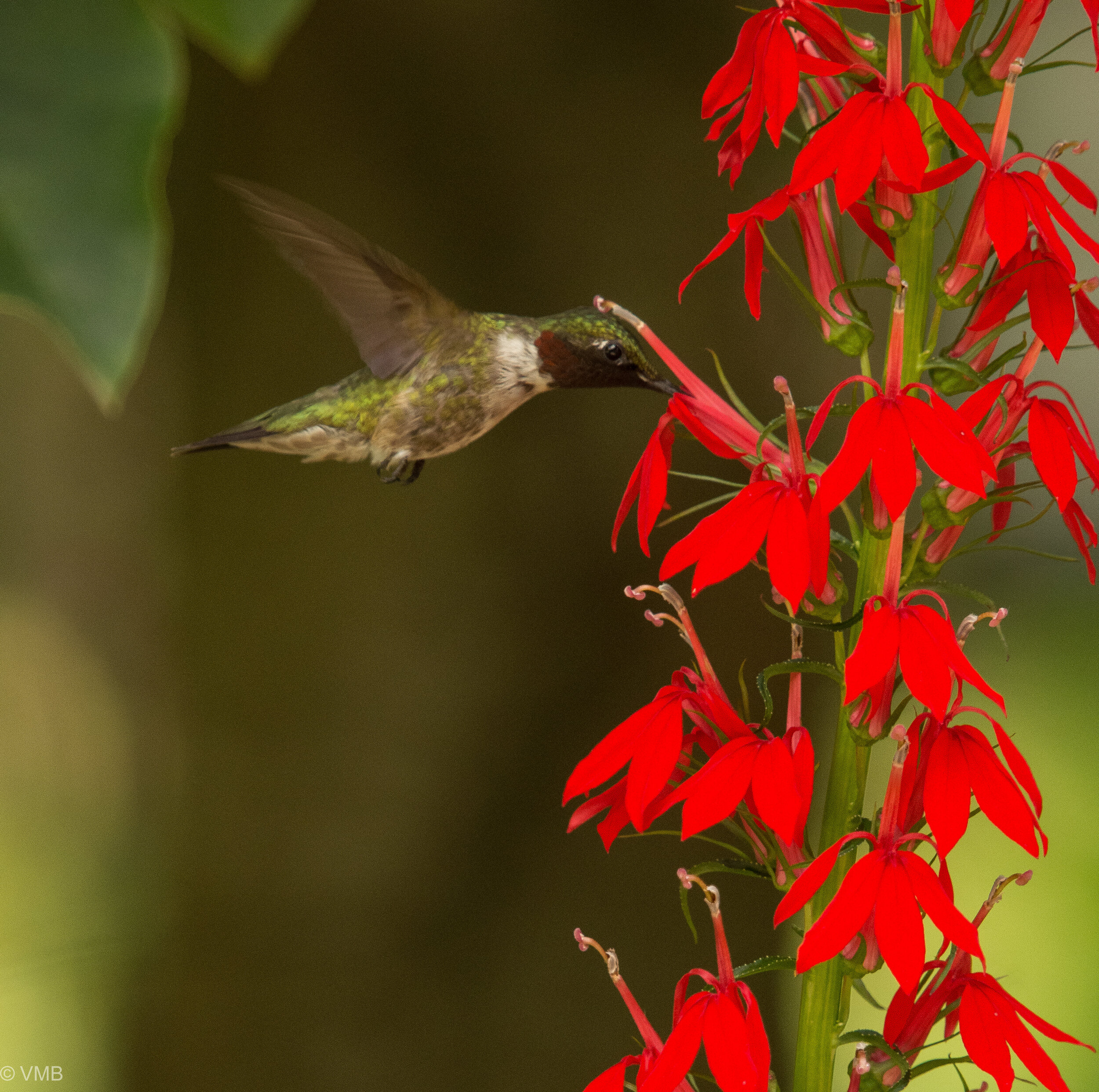 Hummingbird feeds from a cardinal flower in the garden.