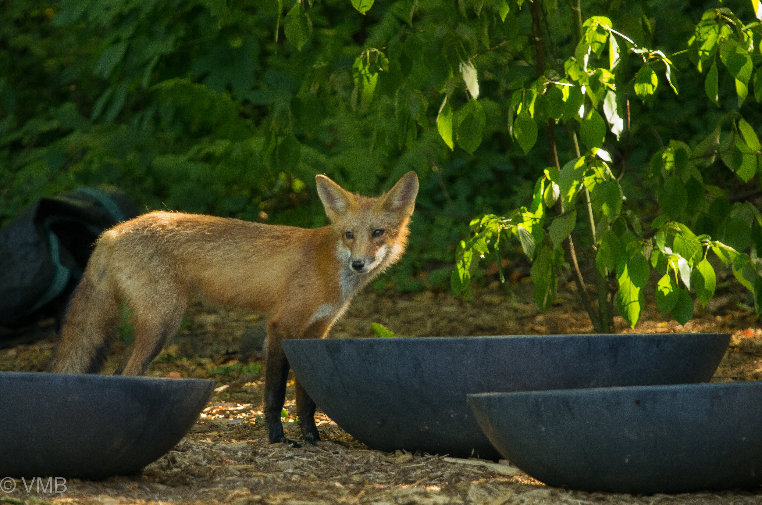 A fox visits the garden for a drink of water from our large waterbowls.