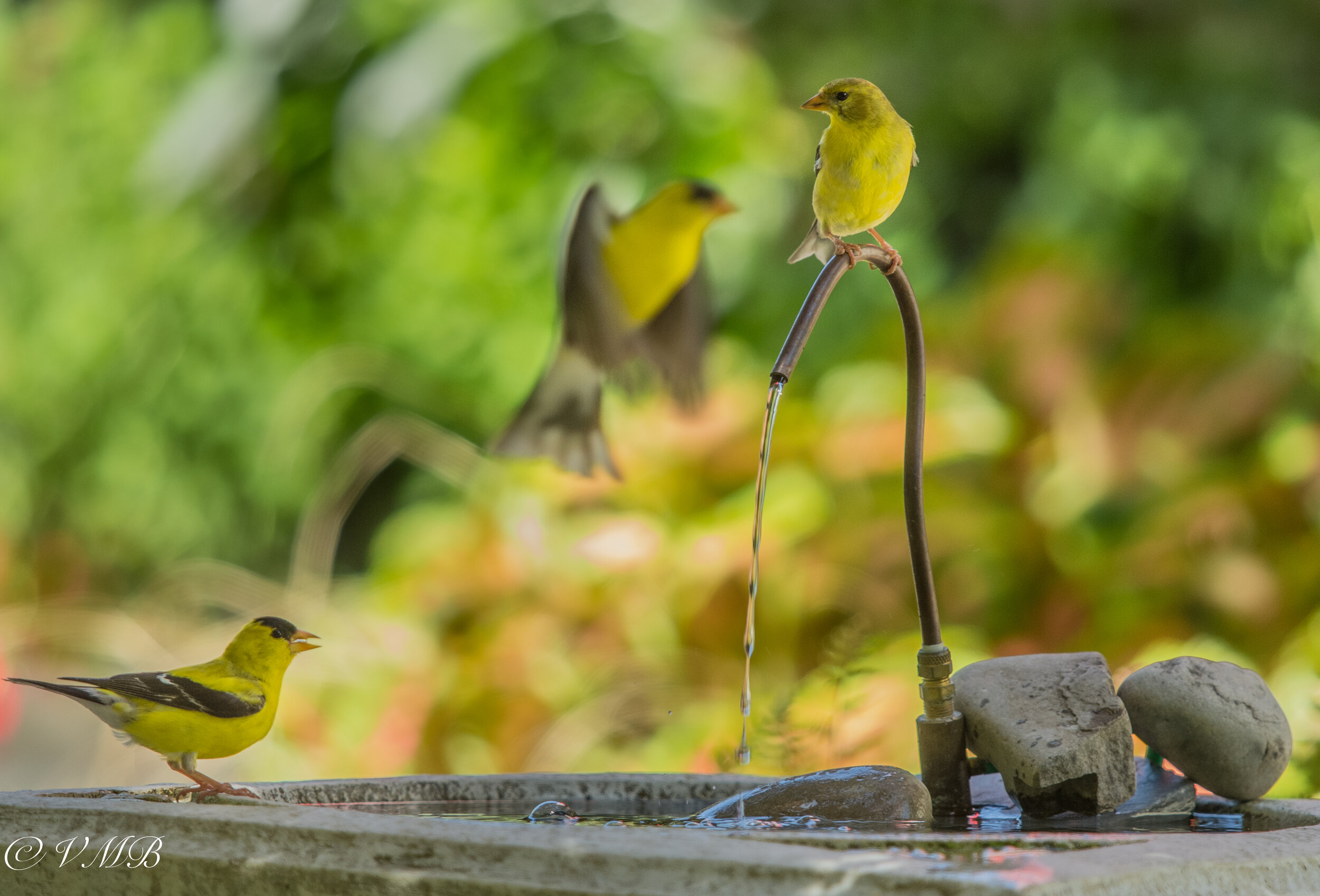 Goldfinches enjoying the moving water in our solar fountain.