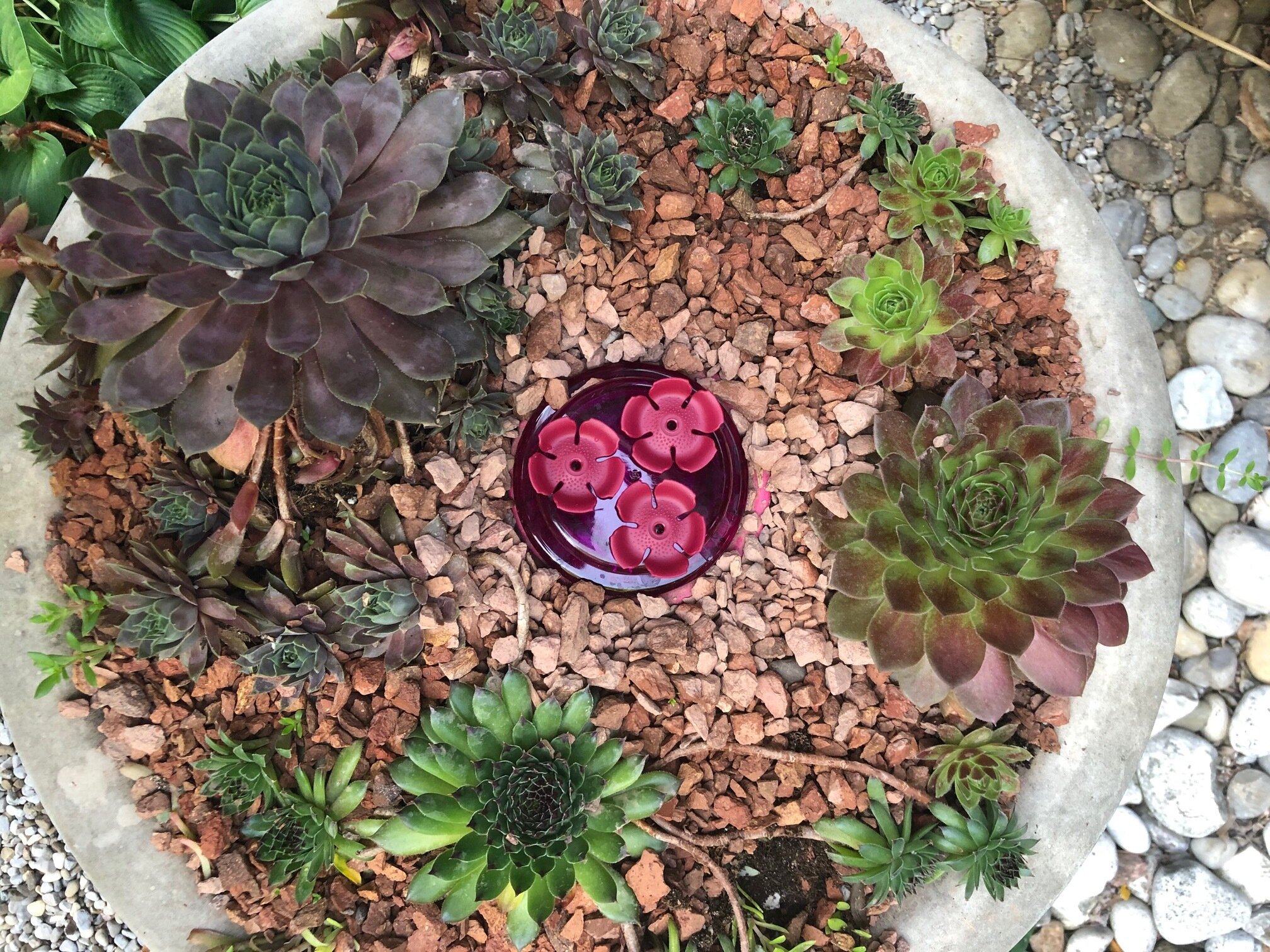 An old bird bath converted to a succulent planter with a twist – a Perky-Pet handhold/tabletop hummingbird feeder is buried in the stone. The set-up was designed as a potential stage for hummingbird photography.