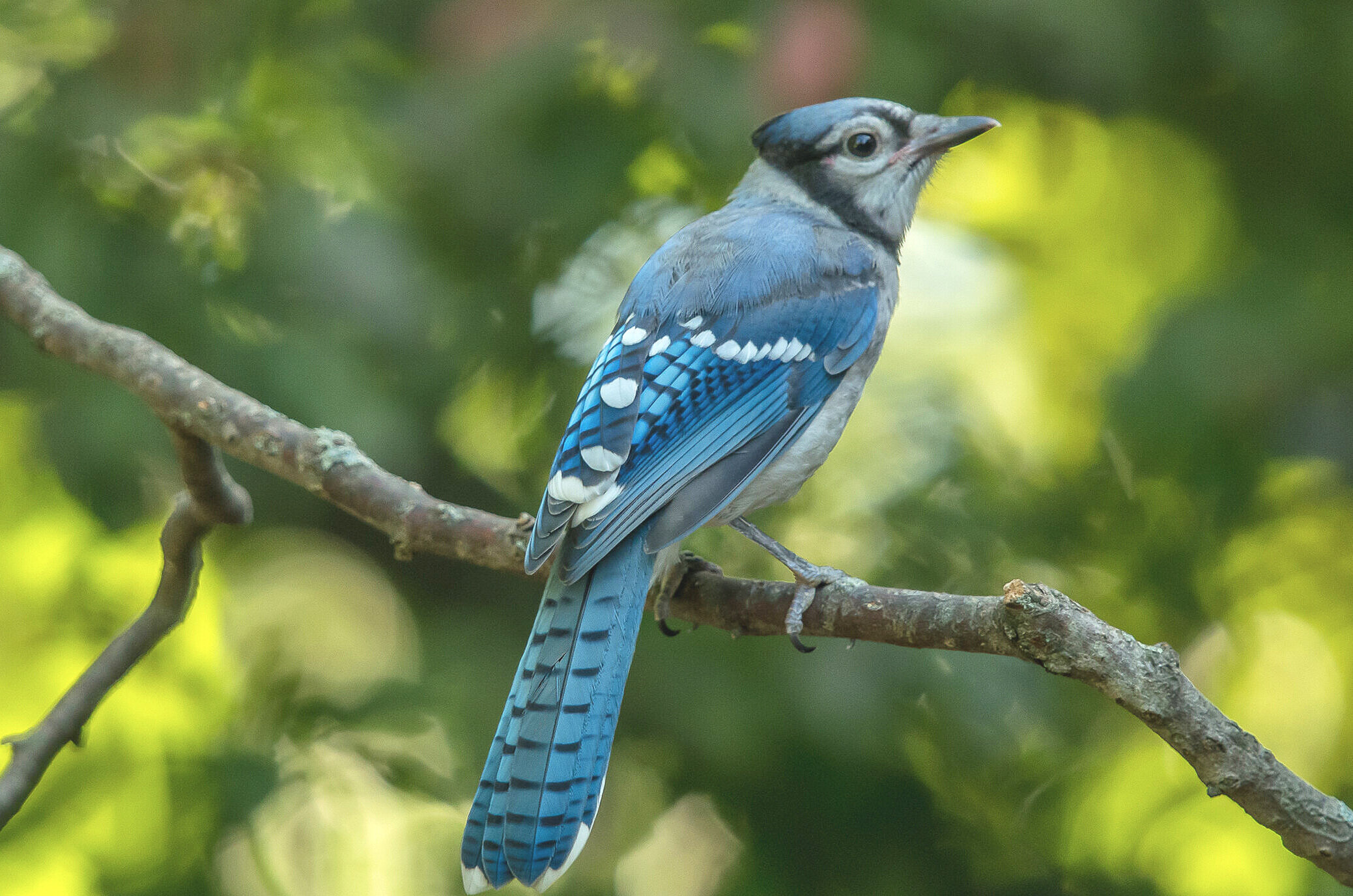 Blue Jays are among our more colourful and boisterous backyard birds.