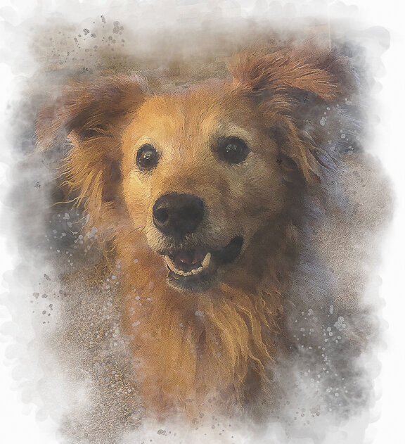 Digital painting of our dog Holly.jpg
