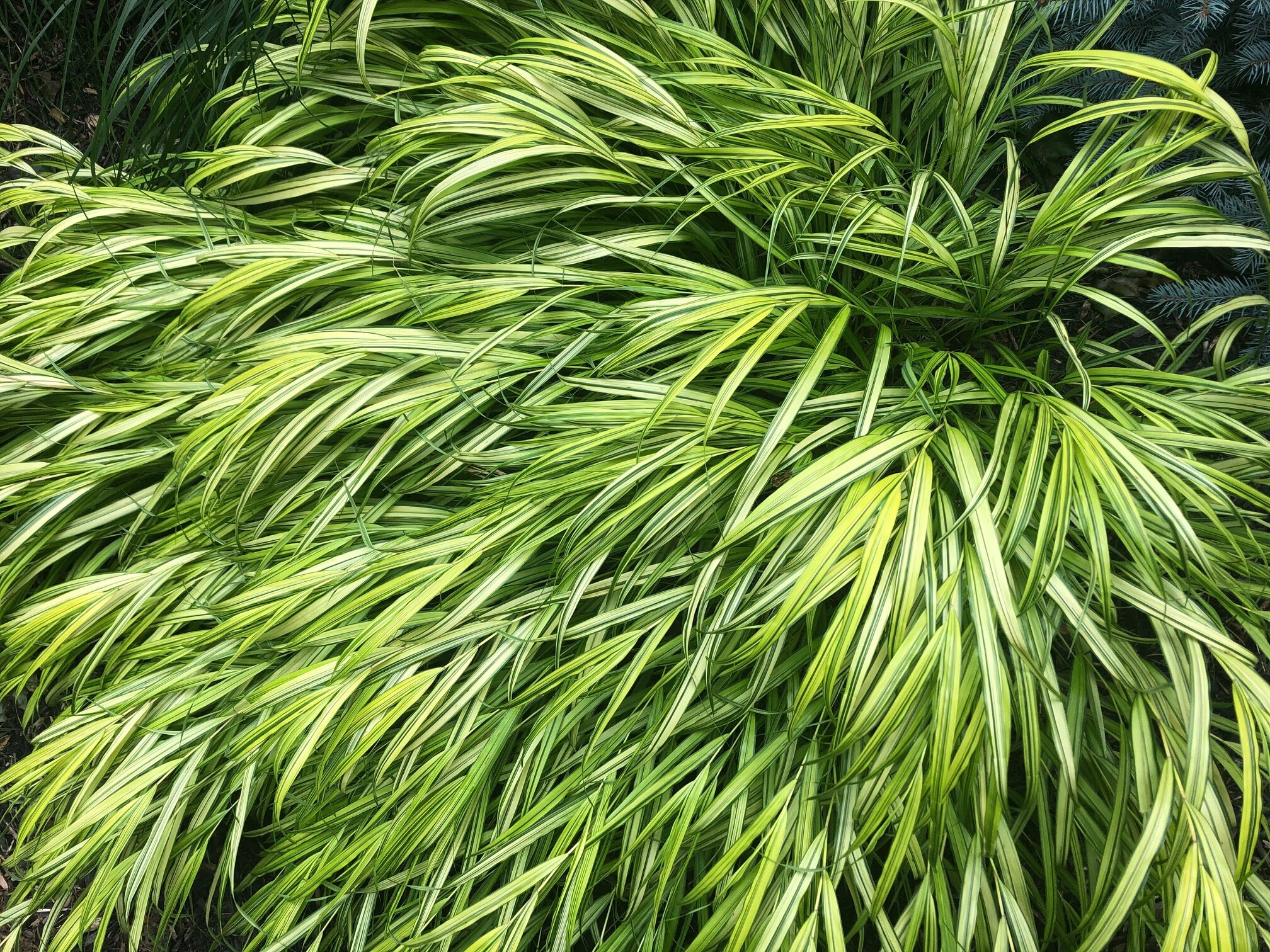 Hakonechloa aurelia (Japanese Forest Grass) is an outstanding warm-summer grass that is one of the few grasses that thrives in full shade, making it perfect for the woodland garden.