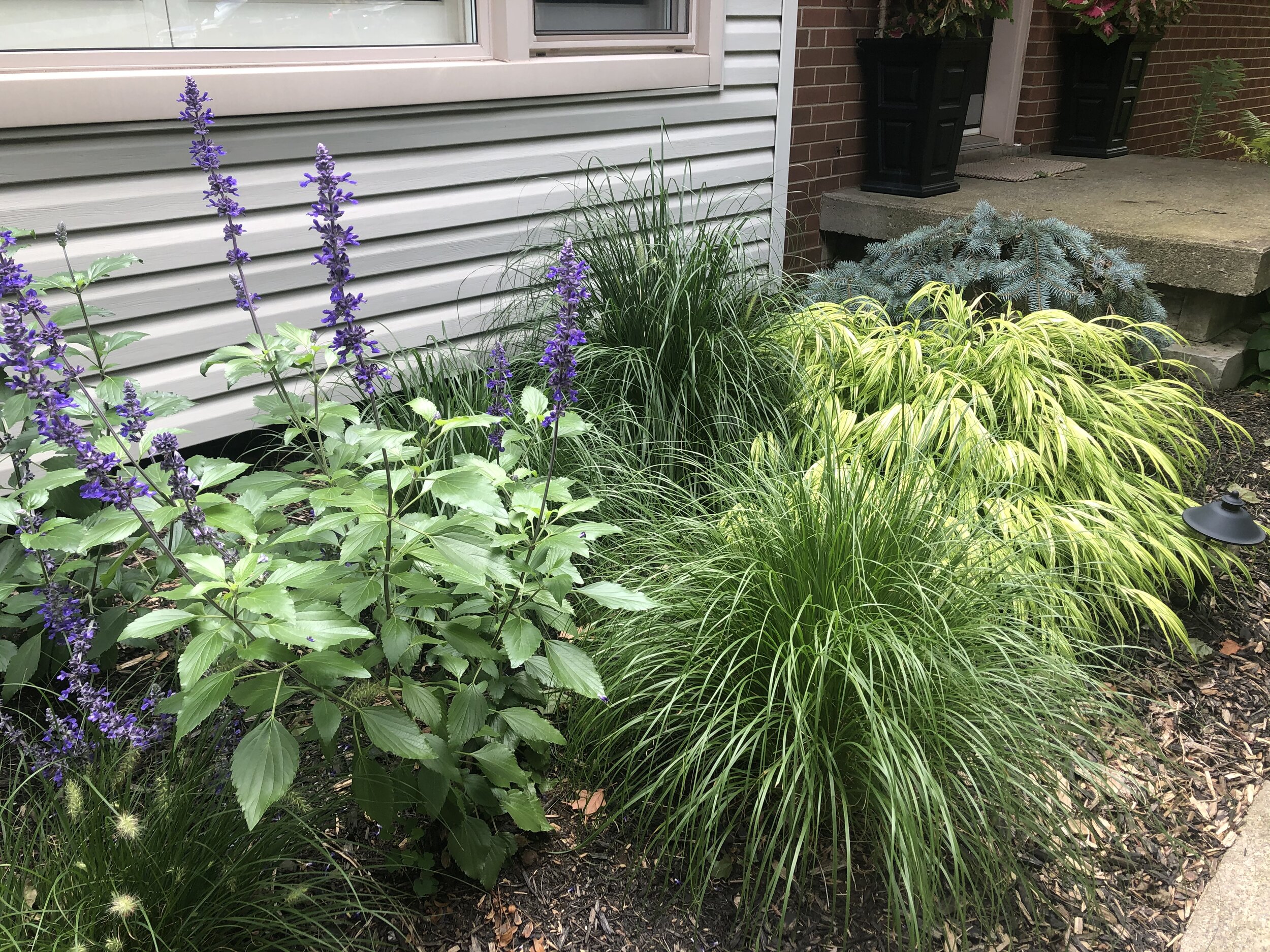 Japanese Forest grass sits in our front border alongside a prostrate blue spruce, fountain grass and blue salvia.