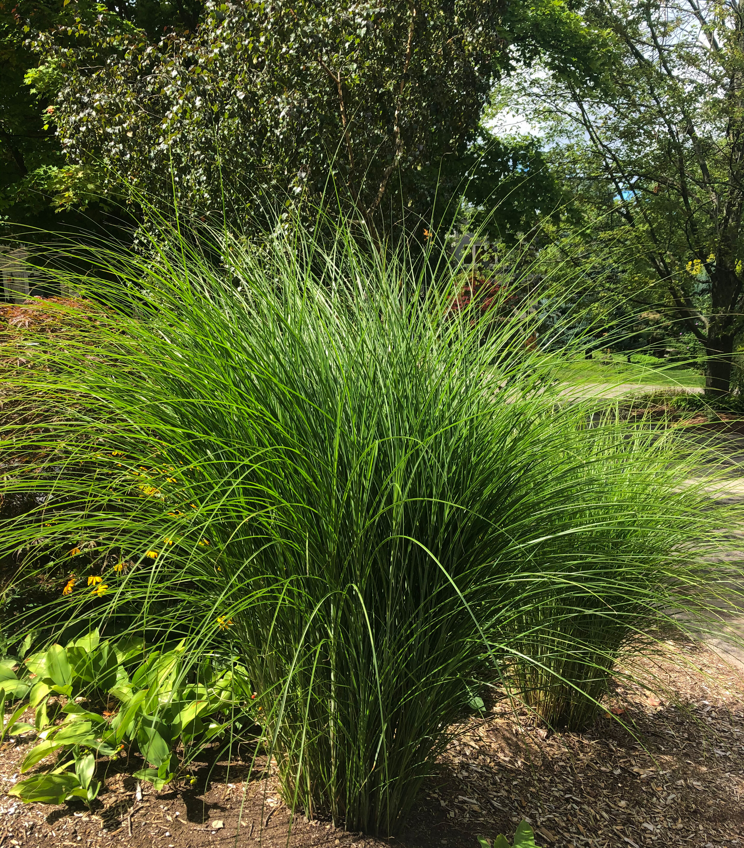 Miscanthus Sinensis forms an elegant clump in our front garden.