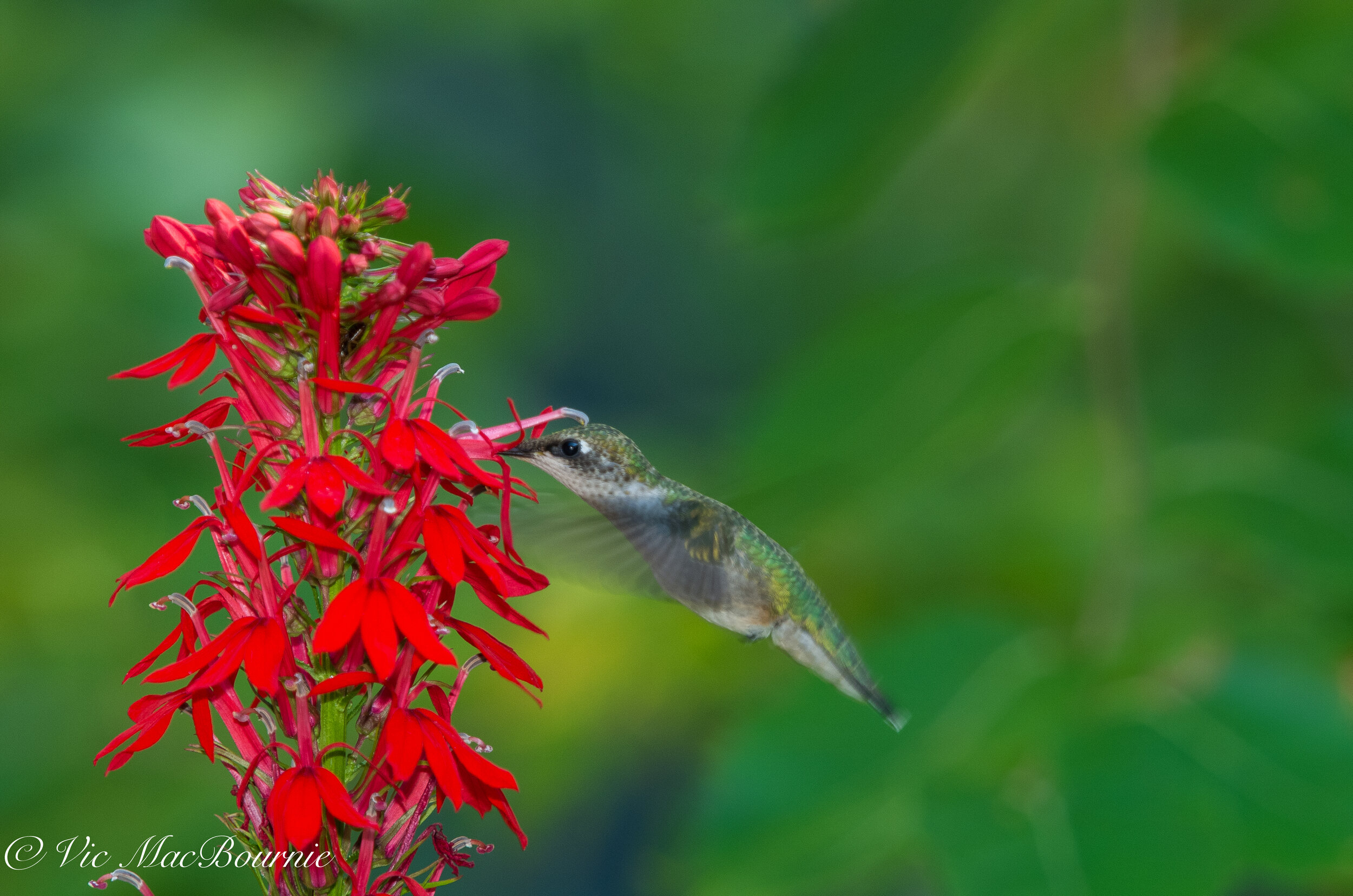 A native Cardinal flower provides the perfect feeding spot for this female hummingbird.