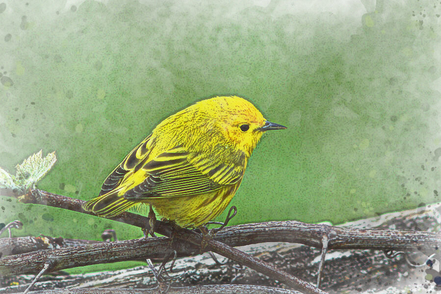Painted yellow warbler.jpg