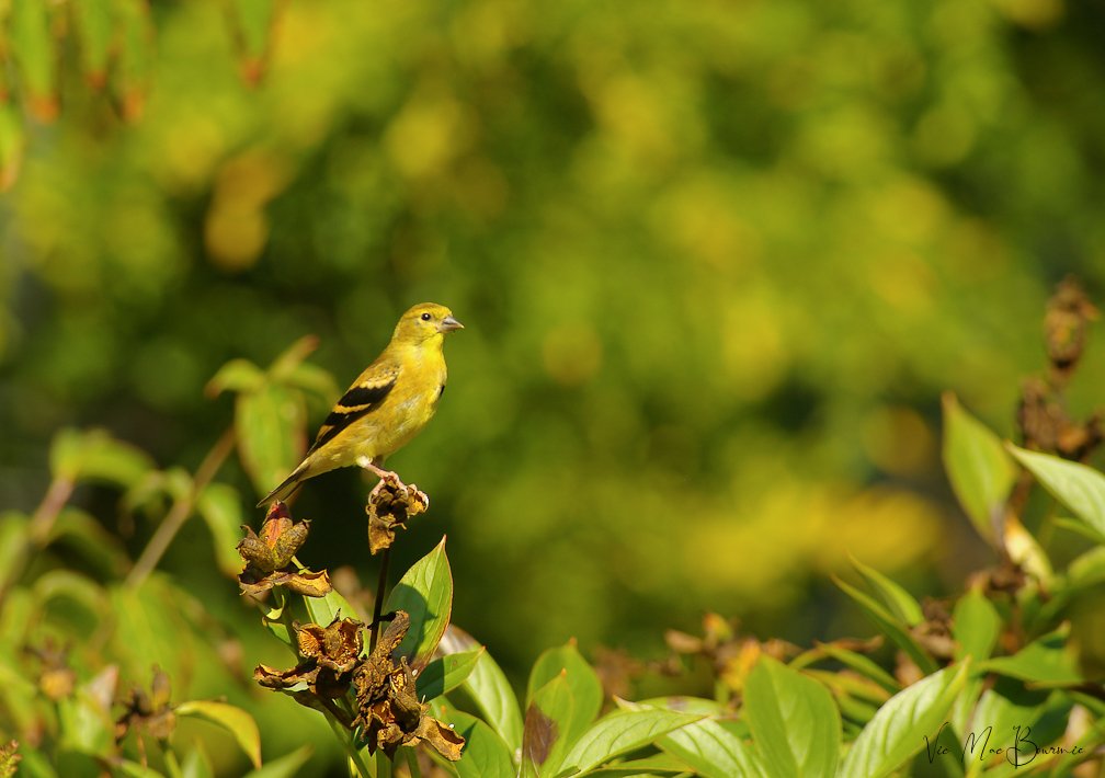 An American Goldfinch sits atop a seedhead in the woodland wildlife garden.