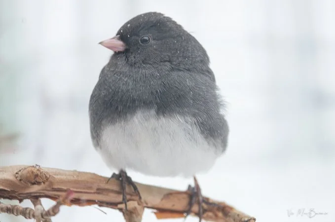 Tamron’s 500mm mirror lens: A forgotten gem 