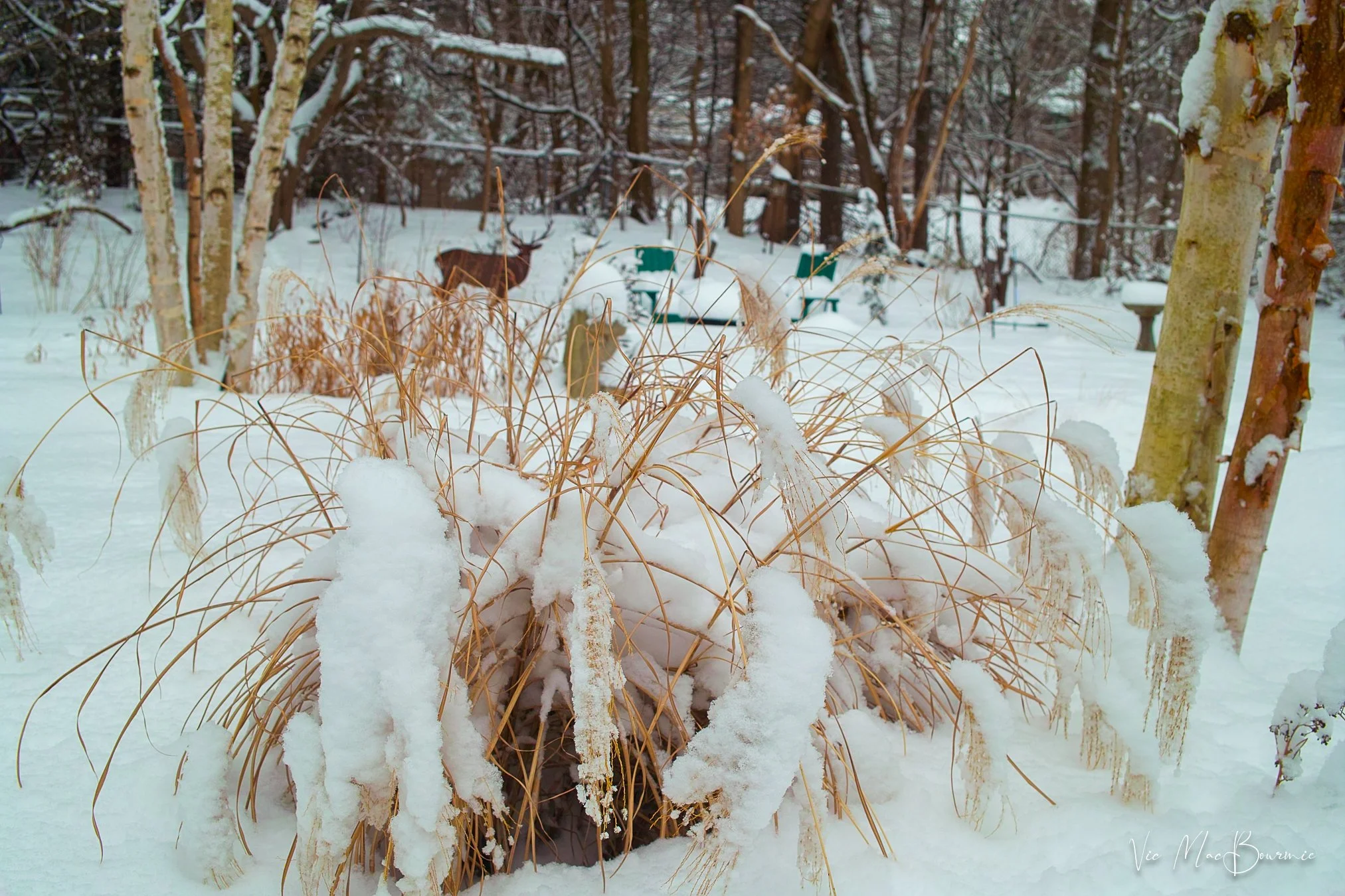 Grasses in winter. Sigma DP2: 200 sec/ f5.6/ iso100.
