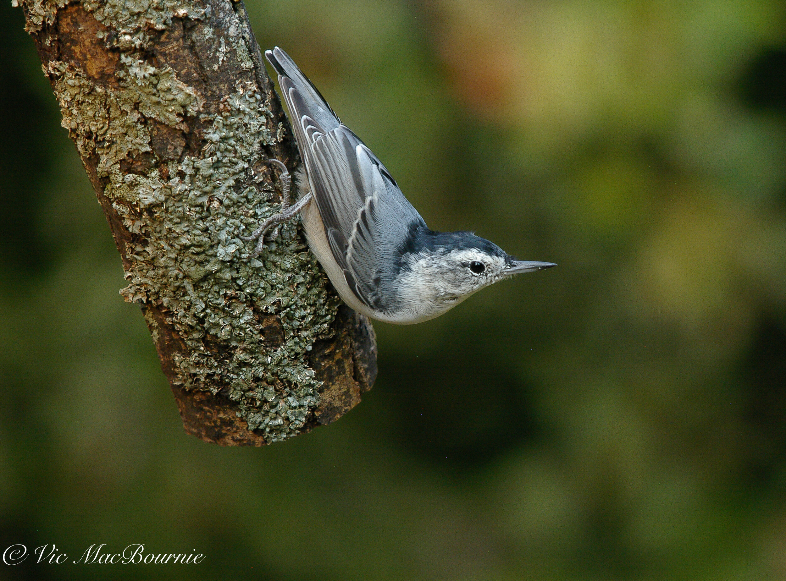 White-breasted Nuthatch, taken from inside the Tragopan photographic blind.
