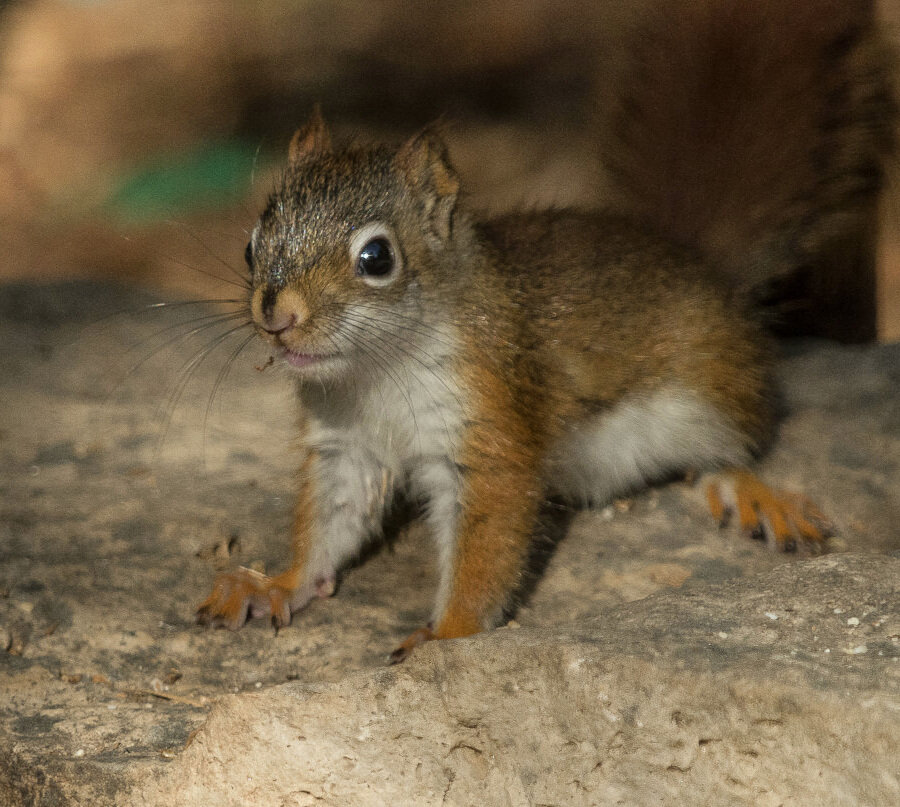 One of our baby red squirrels looking as cute as ever. The photo blind makes getting pictures like this much easier without the need for extremely long lenses.