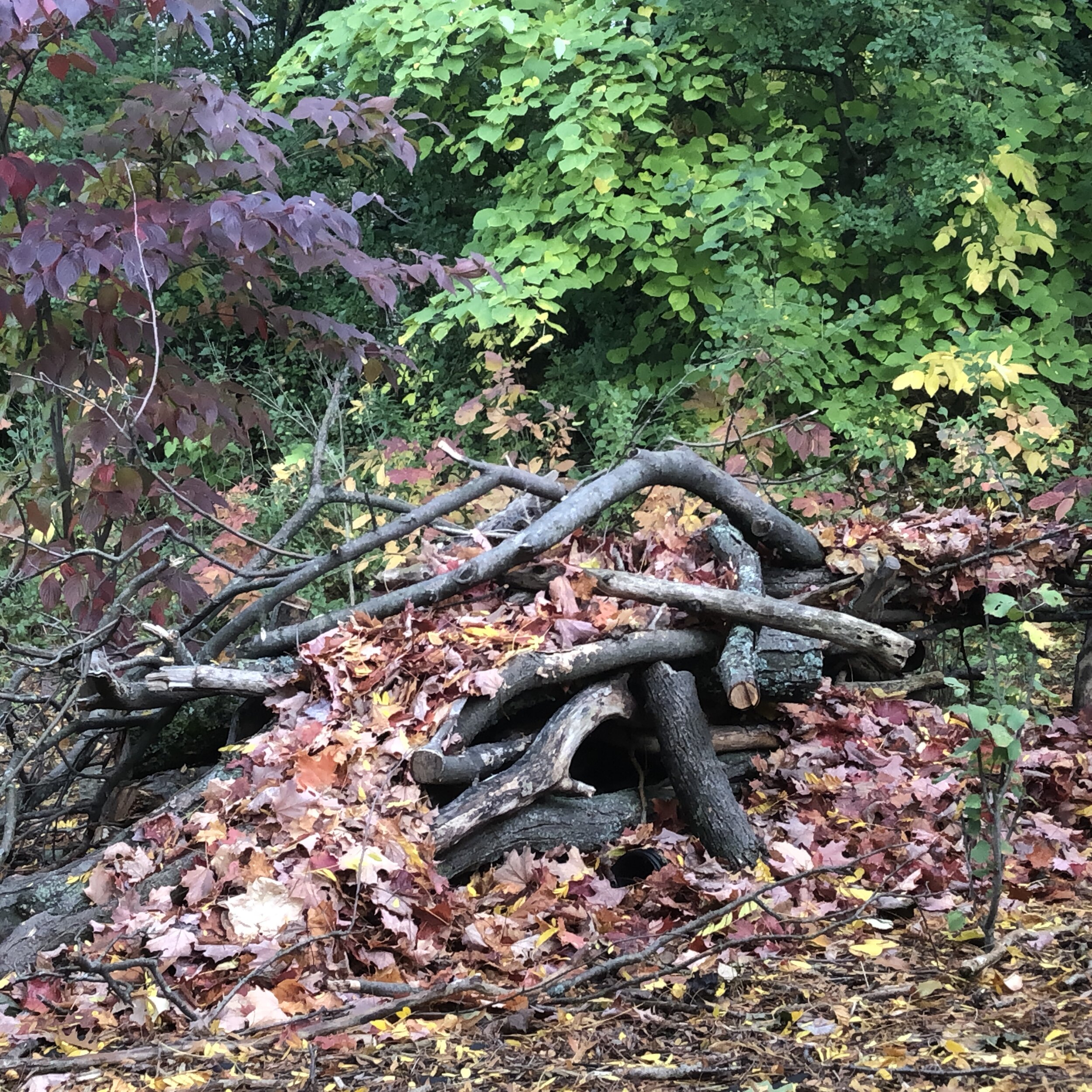 The backyard wood pile is being covered in leaves moved from the front of our home. The leaves provide a blanket over the woodpile and provide an even better habitat for insects, small mammals and reptiles that call it home.