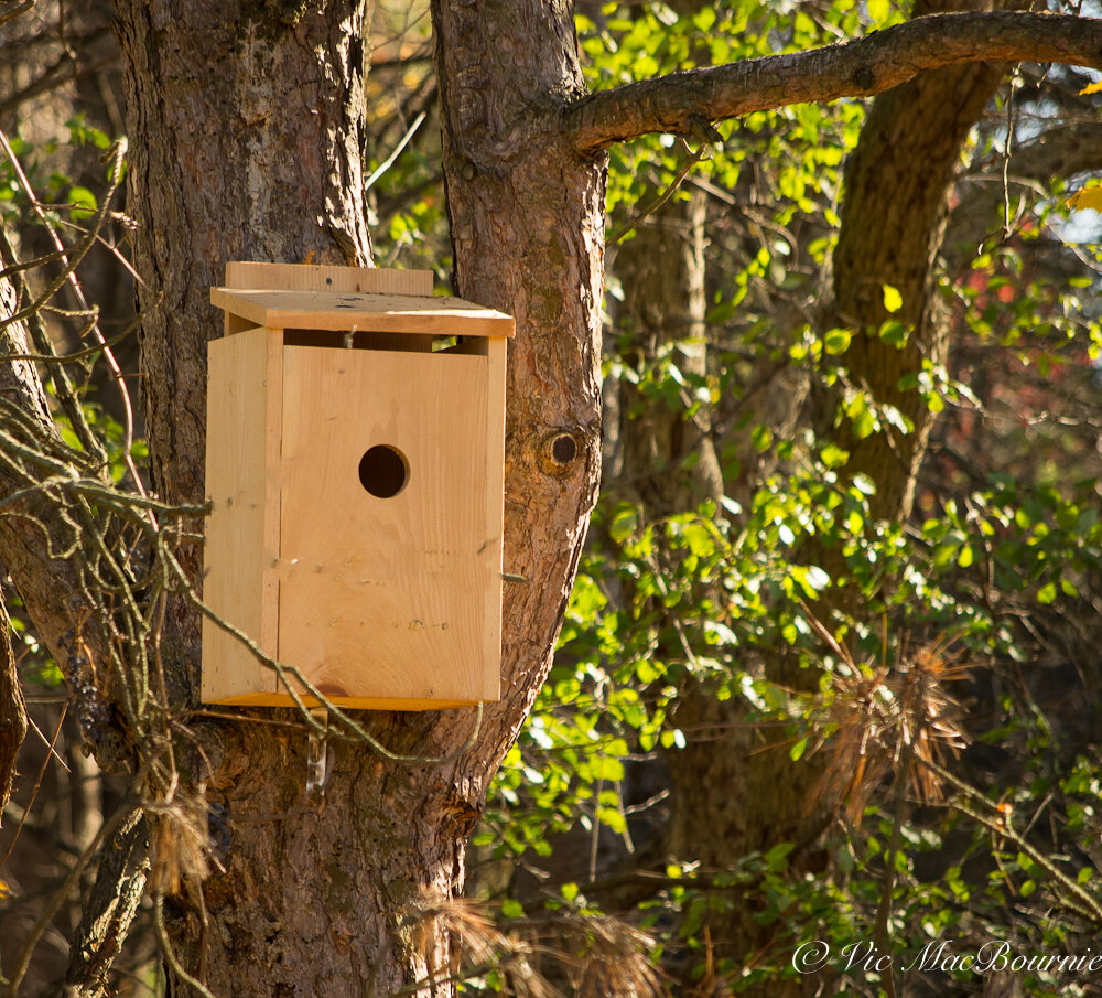 One of our screech owl boxes installed on a mature pine just waiting for its first homeowners.