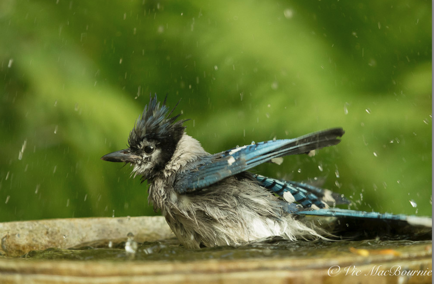 Blue Jays love their bird baths. Here is one of our resident blue jays diving in for a good soaking.
