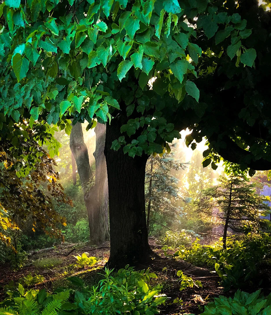 How to design and rewild a woodland wildlfe garden in a small backyard