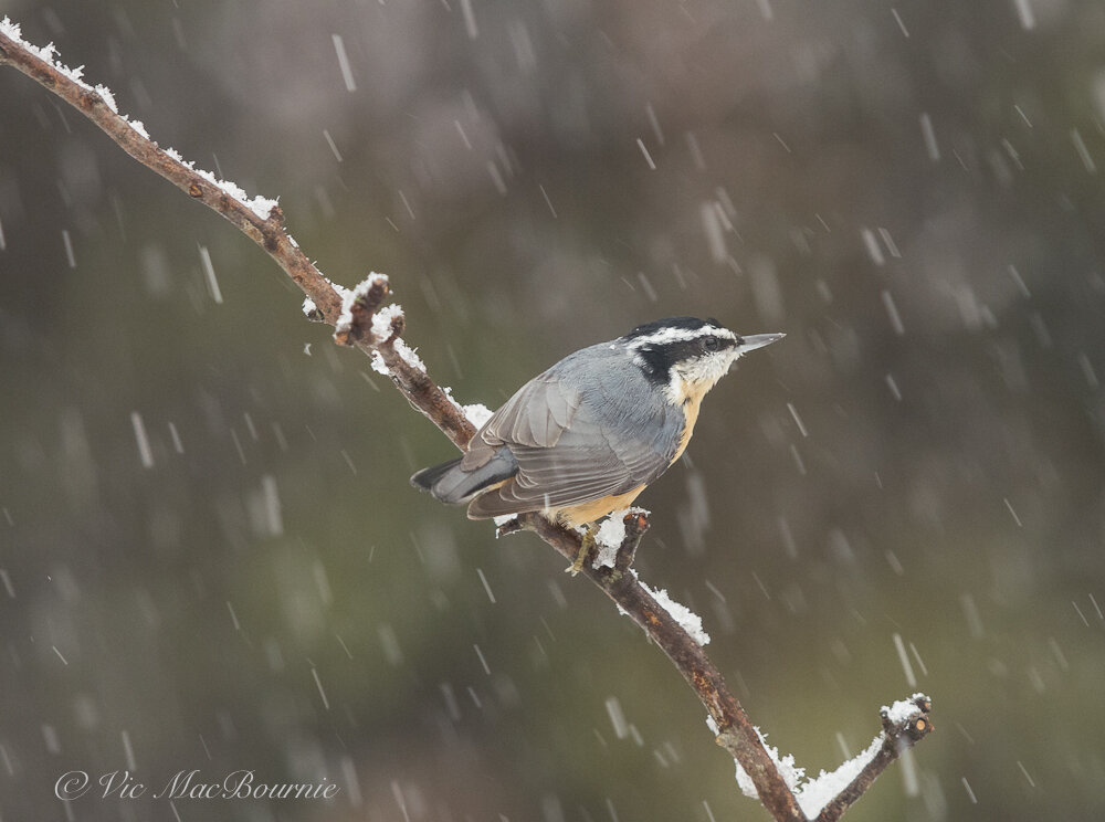 Red-breasted nuthatch in winter storm.