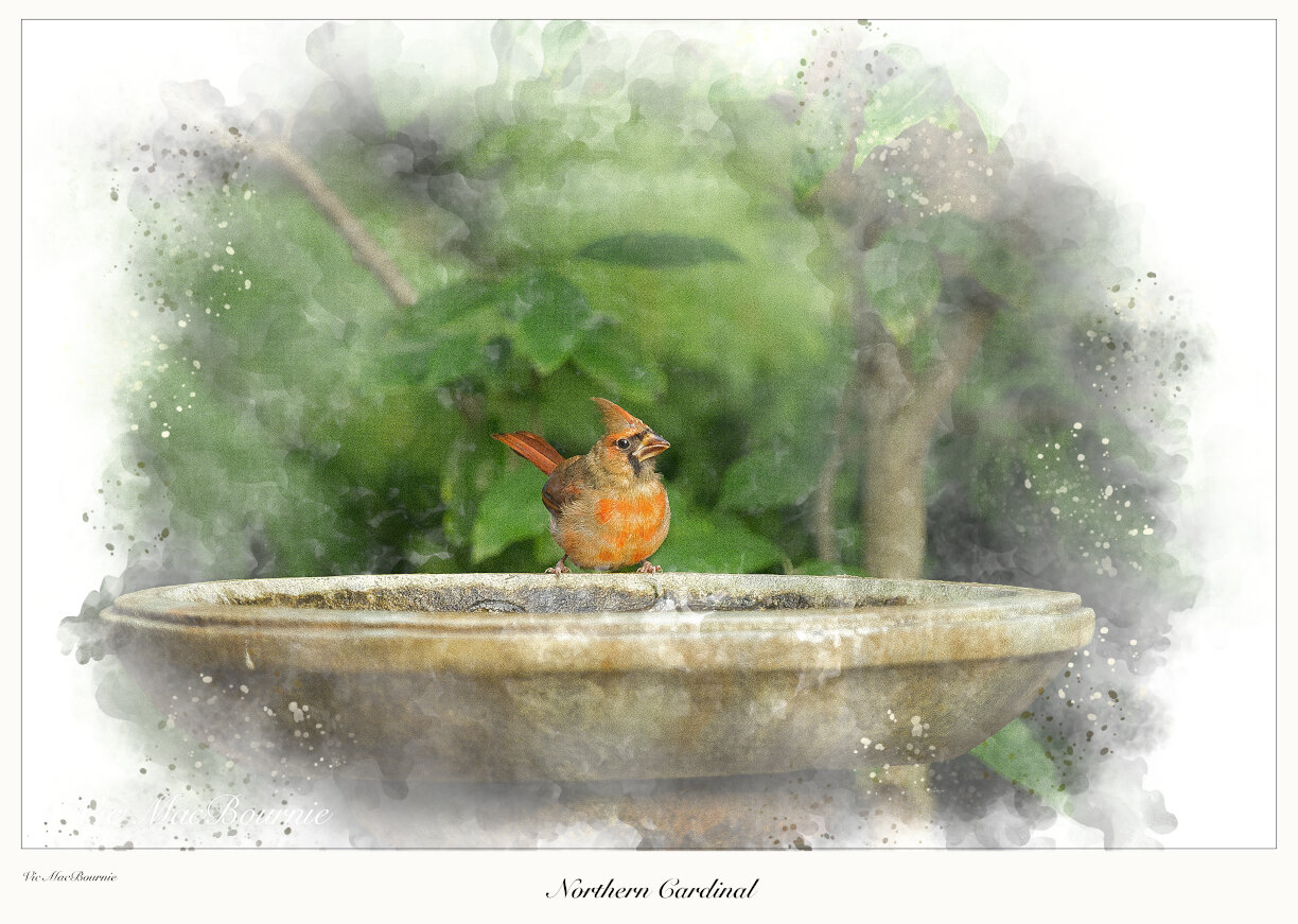An elegant birdbath is itself a piece of garden art. But, when a cardinal is added to the scene, nature’s art truly shines.