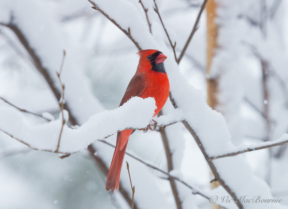 A male cardinal waits for a turn at the bird feeder during an early-winter snowstorm.