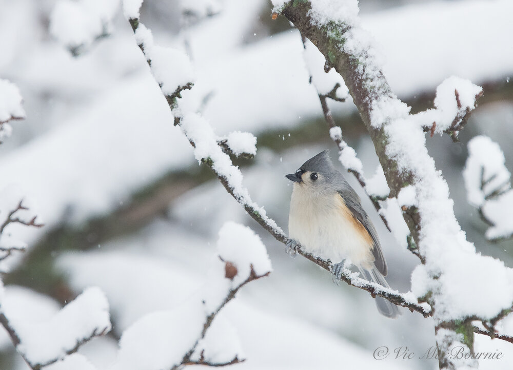 A Tufted Titmouse waits out a snowstorm.