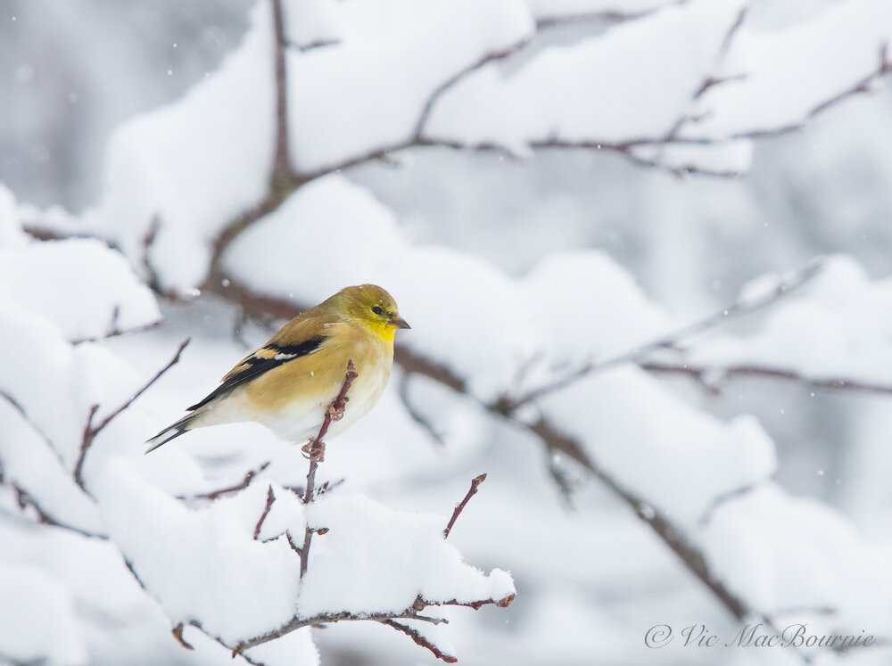 Goldfinch in a snowstorm waiting its turn at the feeder.