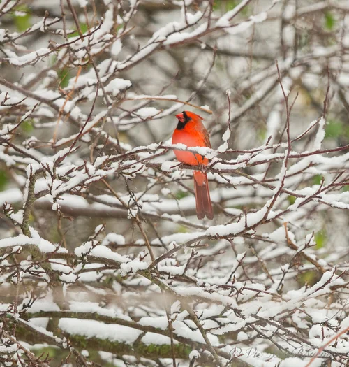 How to help birds survive winter in our wildlife gardens — FERNS & FEATHERS