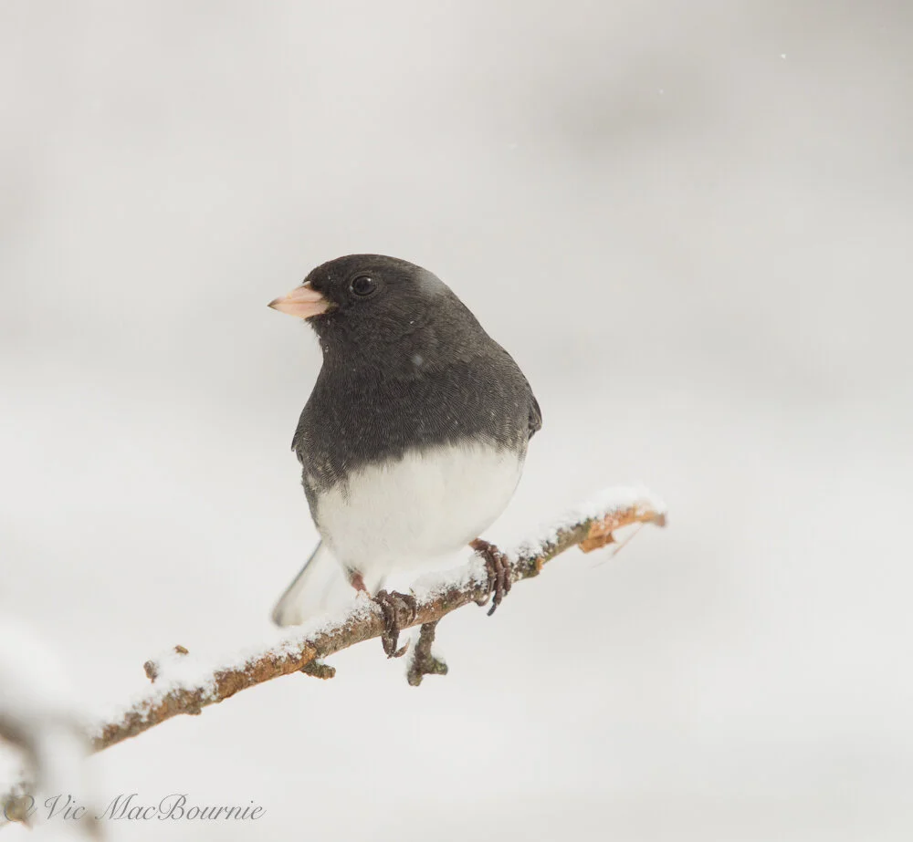 How to help birds survive winter in our wildlife gardens — FERNS & FEATHERS