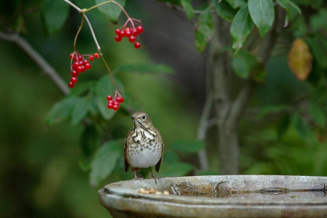 A Hermit Thrush eyes the fruits of the High bush Cranberry in the wooodland garden.
