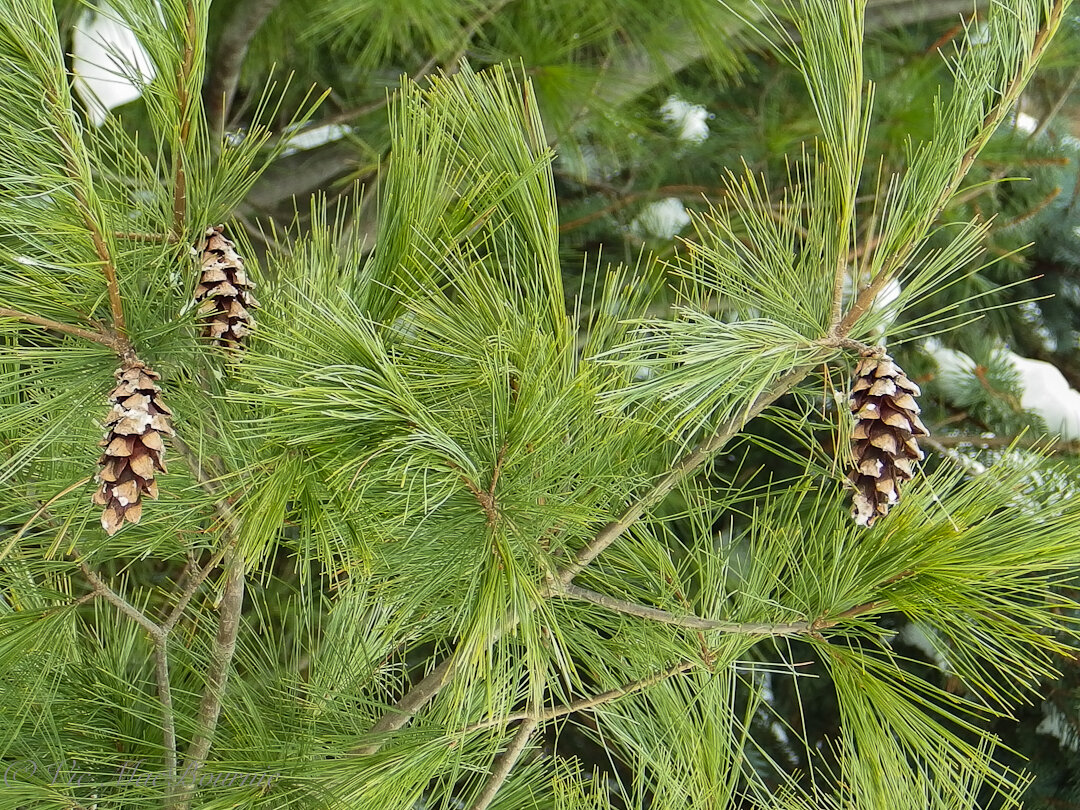 The elegance of the Eastern White Pine is evident here with its feathery, blue-green needle clusters and pine cones.