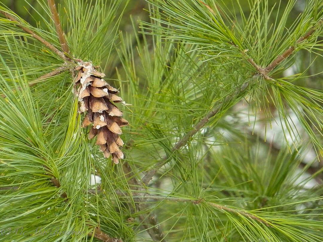 A close-up of the tree’s pine cone.