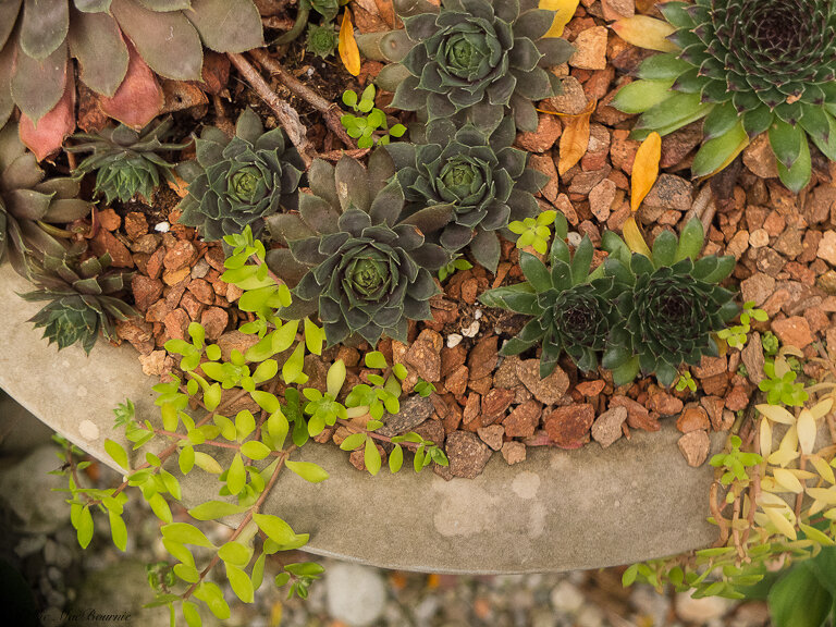 A more detailed shot shows the vibrant colours of the stone, succulents in the DIY birdbath conversion.