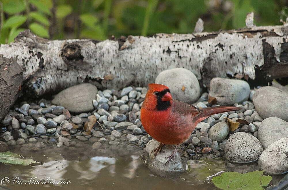 A cardinal stops for a drink among the stones in the heated bird bath and outdoor photo studio refection pond.