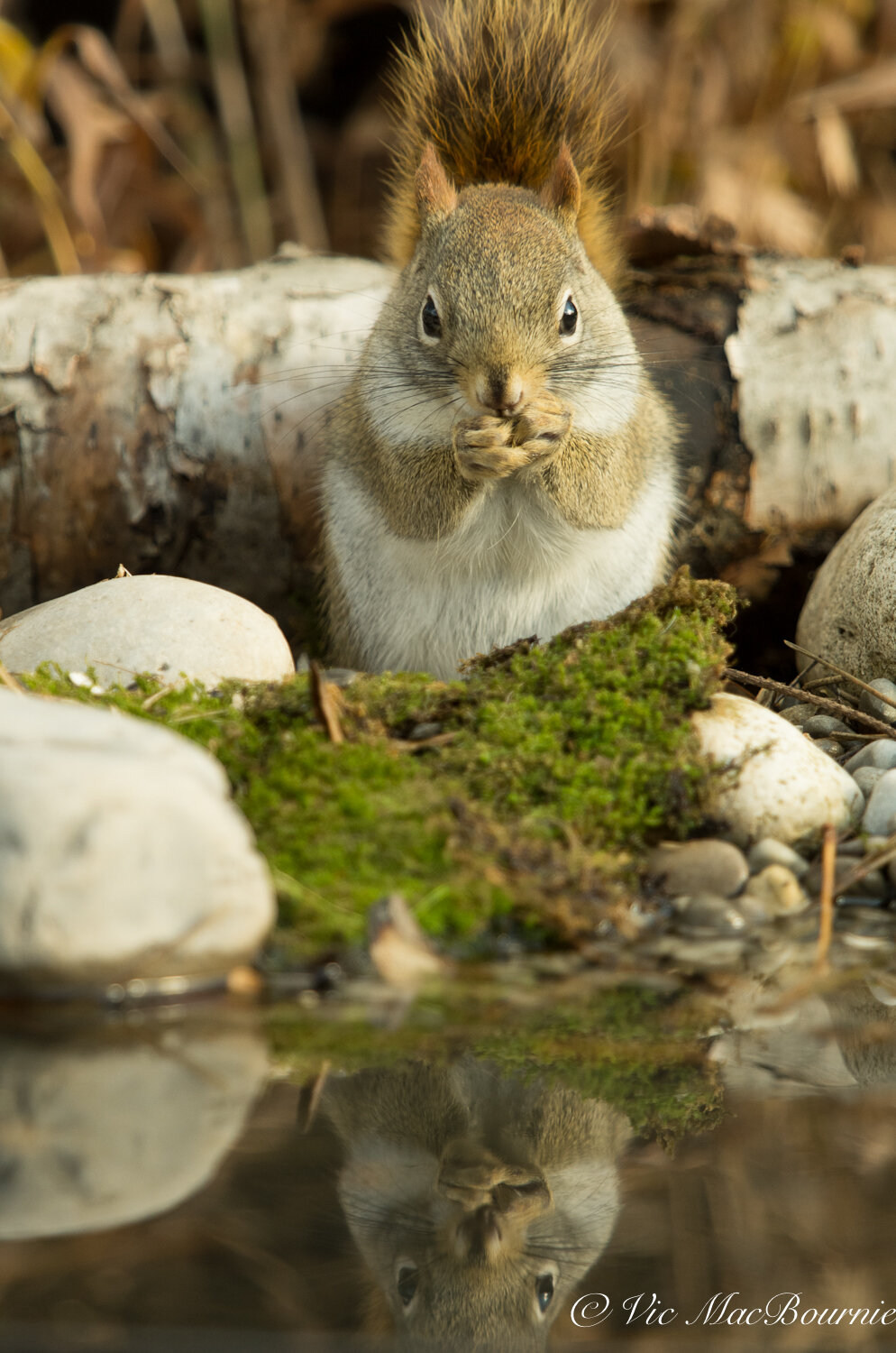Providing water is critical for wildlife to survive. A small pond allows access for small mammals, birds and amphibians.