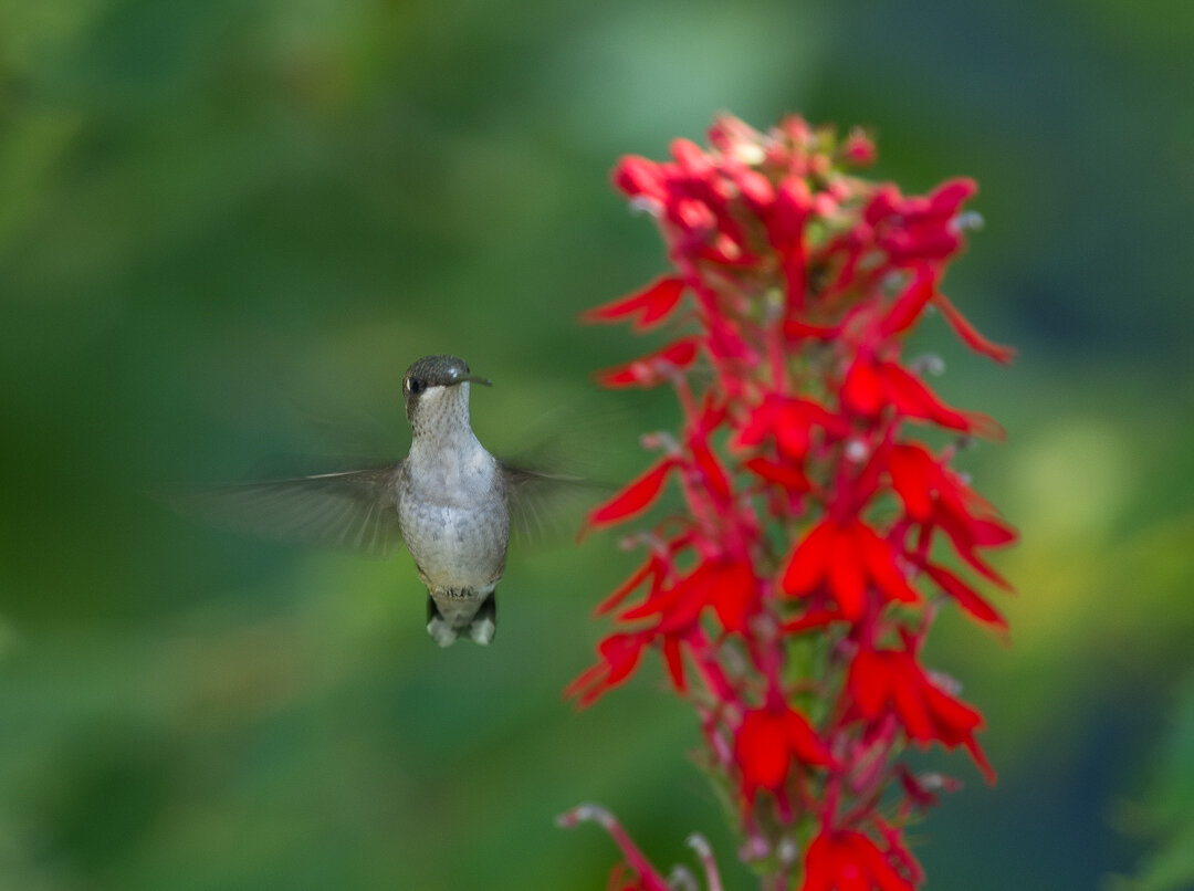 A ruby-throated hummingbird eyes a native cardinal flower as a source of nectar.