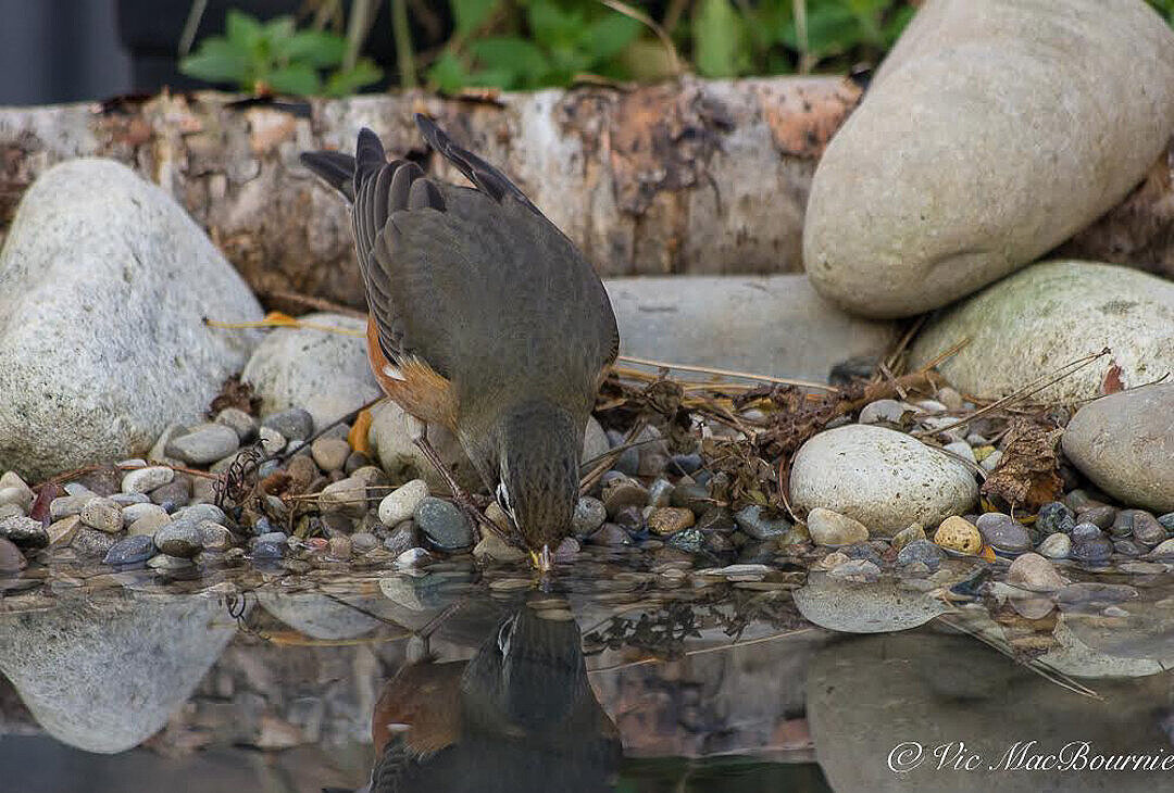 A robin stops by the reflection pond to steal a drink.