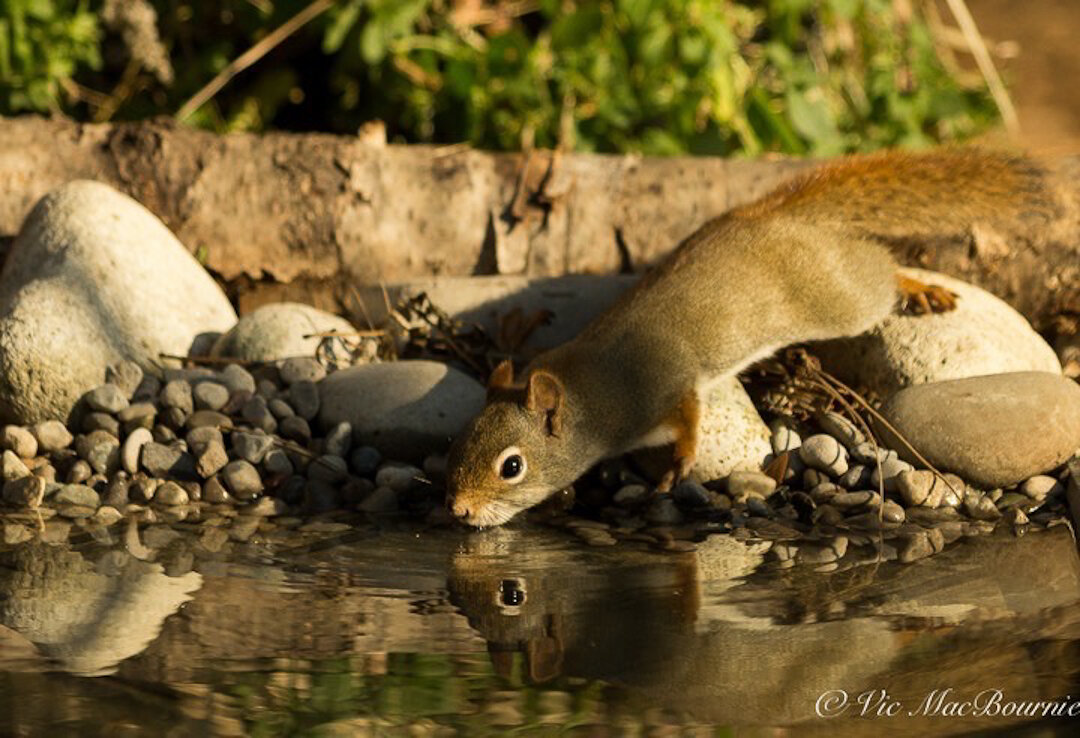 Another image of the red squirrel getting a sip of water from the reflection pond.