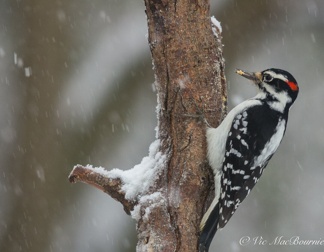 A woodpecker removes a piece of Bark Butter from the DIY branch feeder.
