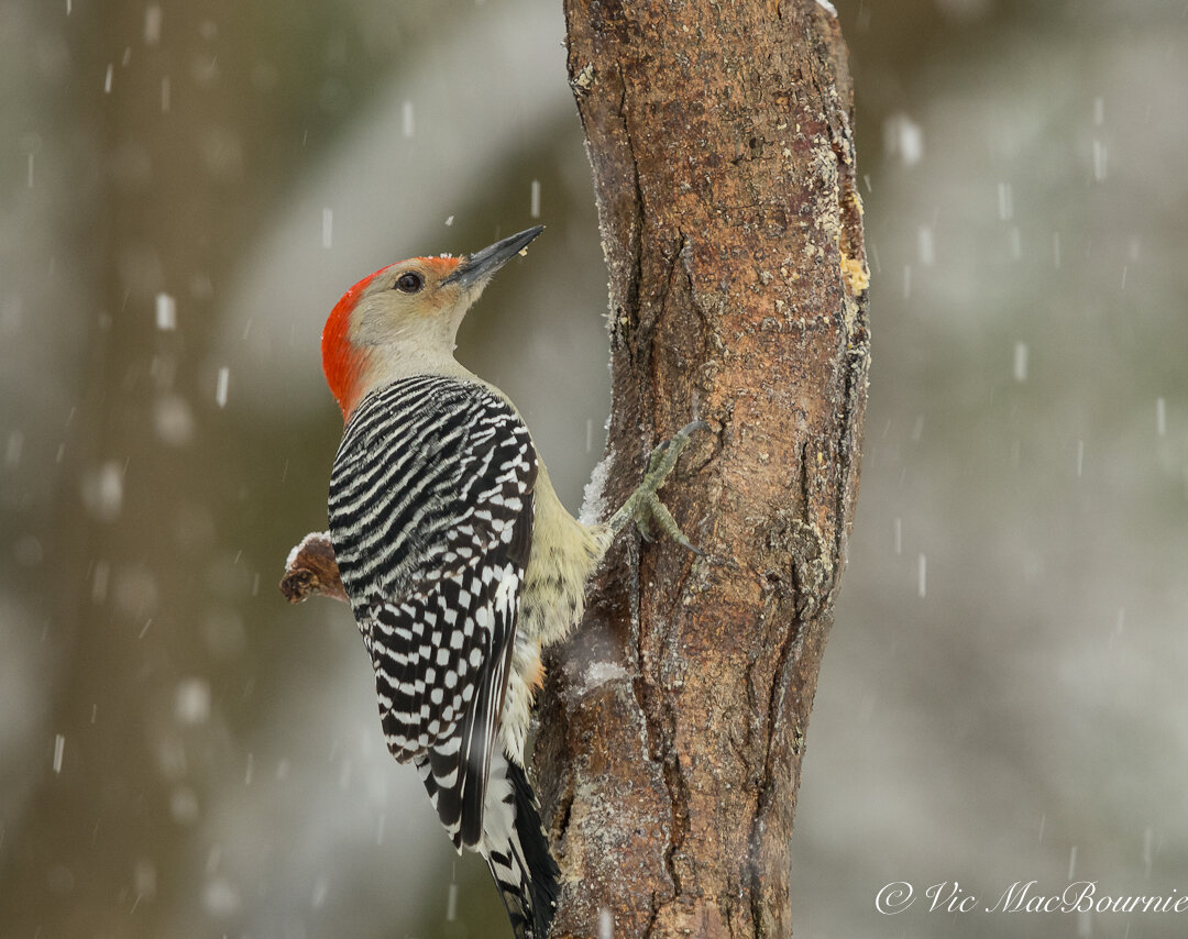 This Flicker is working one of the many Bark Butter pockets in the DIY branch feeder.