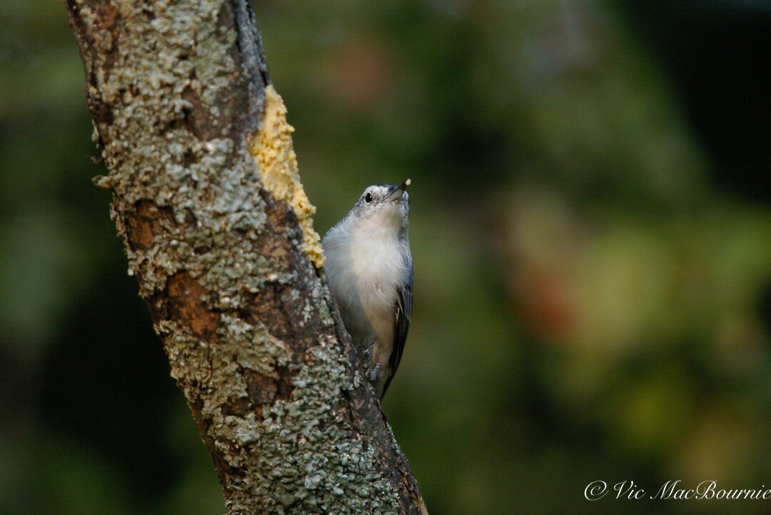 A Nuthatch feasts on Bark Butter at the lichen-covered DIY branch feeder.