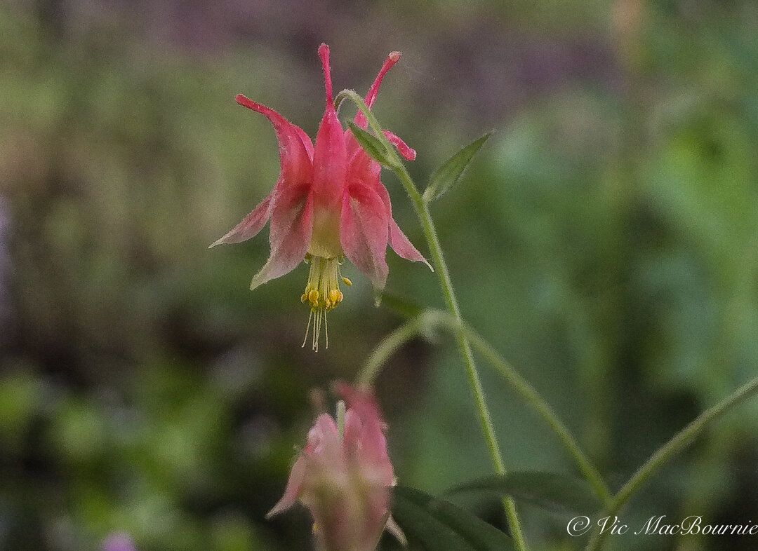Don’t mistake the native Eastern columbine for a delicate wildflower. These early spring bloomers can be found growing in some harsh areas, even out of granite boulders in my front yard or on cliff edges.