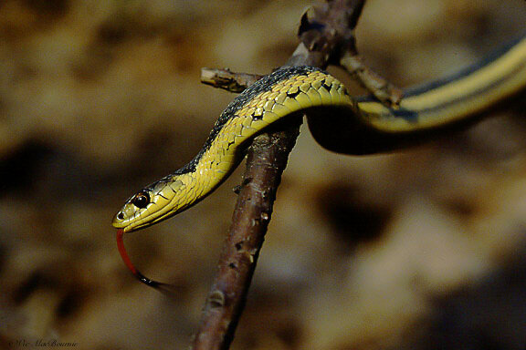Garter snakes are a welcome addition to any woodland wildlife garden.
