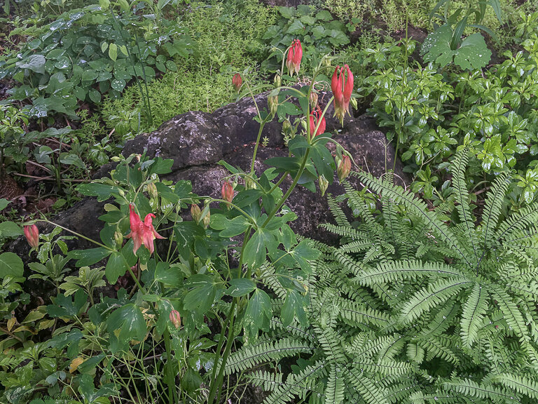 Native Eastern Columbine in the garden mixed with ferns, epimediums and sedum.
