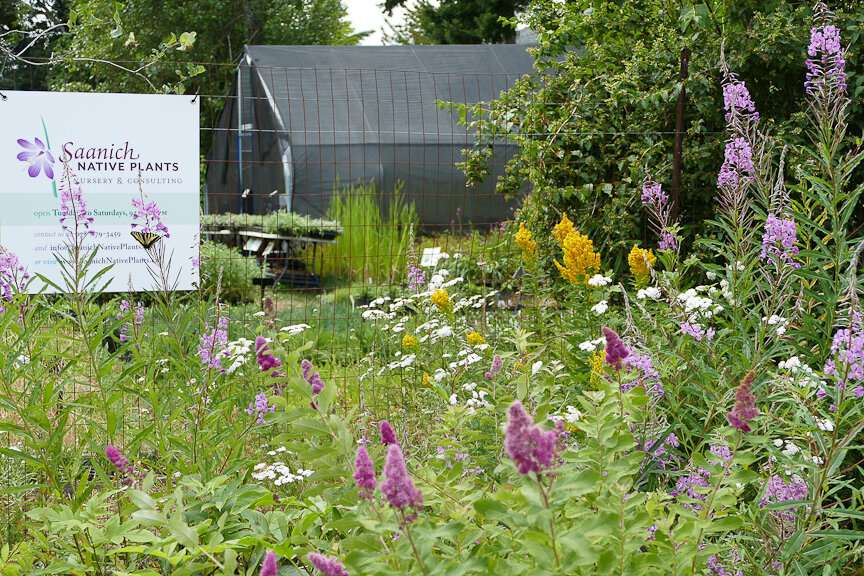 Meadow plants put on a show at one of the Nursery’s locations.