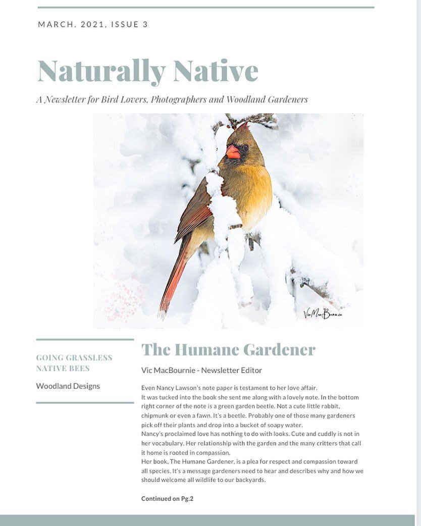 I am just wrapping up my final (for the season) Naturally Native Newsletter for bird lovers, native plant lovers, photographers and woodland garden lovers. There is still time to sign up by going to www.fernsfeathers.ca and filling out the form at th