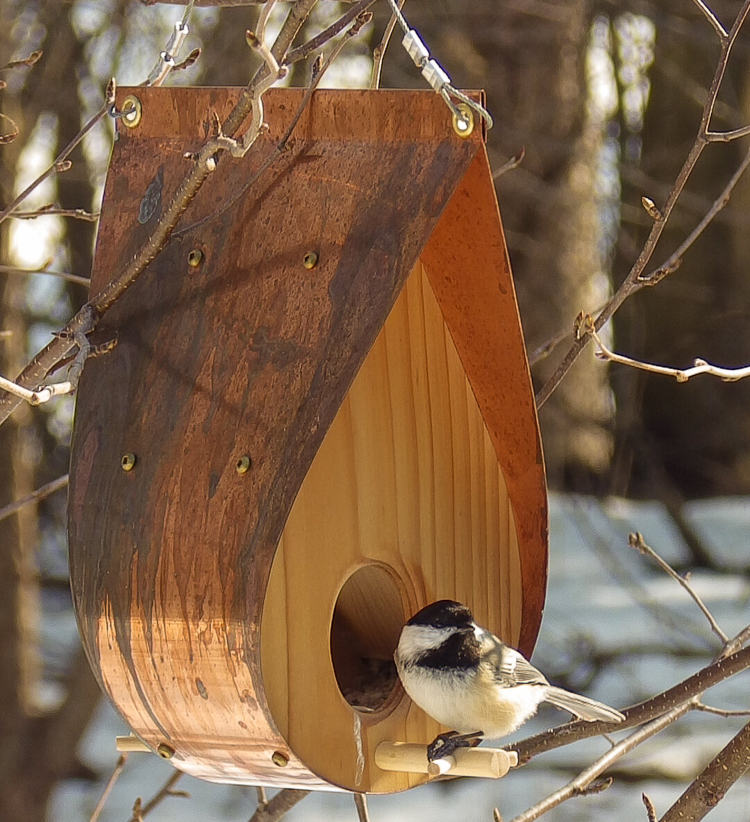Our QandA feeder didn’t take long to attract the local Chickadees. The copper roof is beginning to patina after arriving with a gorgeous shiny copper roof.