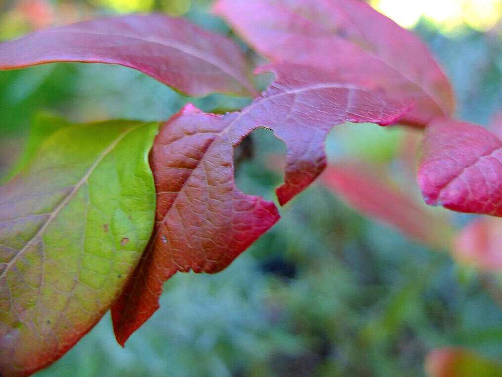 A Redbud leaf with parts of it cut out by a solitary leafcutter bee.
